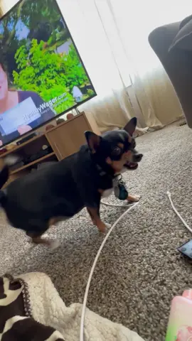 Don’t touch me mom!!! #chiweenie #dogsoftiktok #cutedog #doglife #spicy #grouchy
