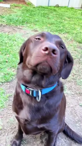 BUSTED🤣  #dogfails #dogs #dogsvideo #funnyanimals #dogcommunity #funnydogs #doglove #guiltydog 