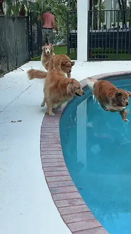 Scout: “DO THE CANNONBALL, THEO!” Theo: say less. Scout’s the hype girl. Theo’s the performer. #goldenretrievers #dogsofttiktok #thegoldensloanes #goldens #goldenretriever #lifewithdogs #swimmingdogs #dogpooltime #swimmingpool 