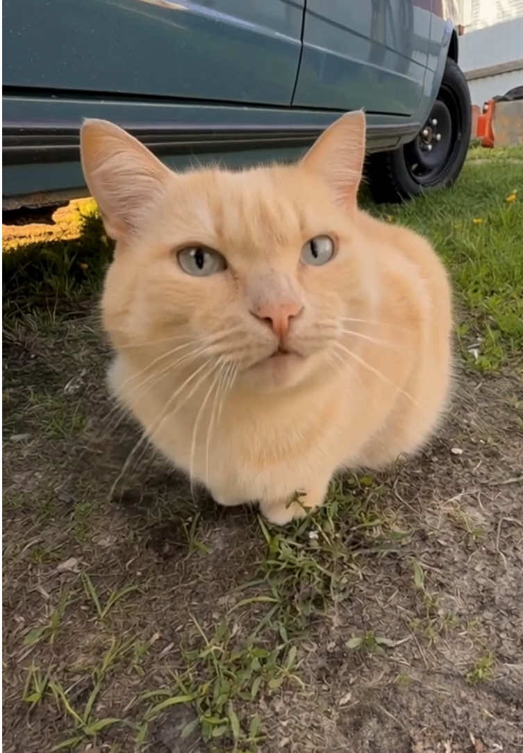 Навели красоту на бампере вместе с котом 🐈👌 Нам нравица 👍