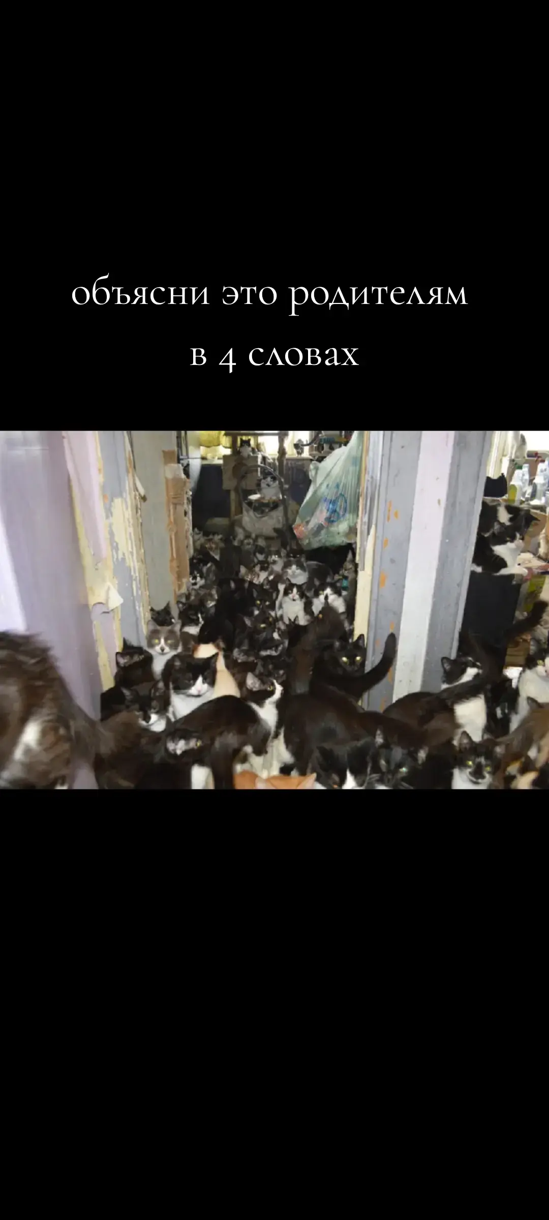 #кот #коты #cat #cats #fuuuuuuuuuuuuuuuuuuuuuuuuuuuuuuuuuup #fuuuuuuuuuuuuuuuuuuuuuuuuuuuuuuuuuup #fuuuuuuuuuuuuuuuuuuuuuuuuuuuuuuuuuup #