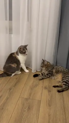 #котики #пісніукраїнською 