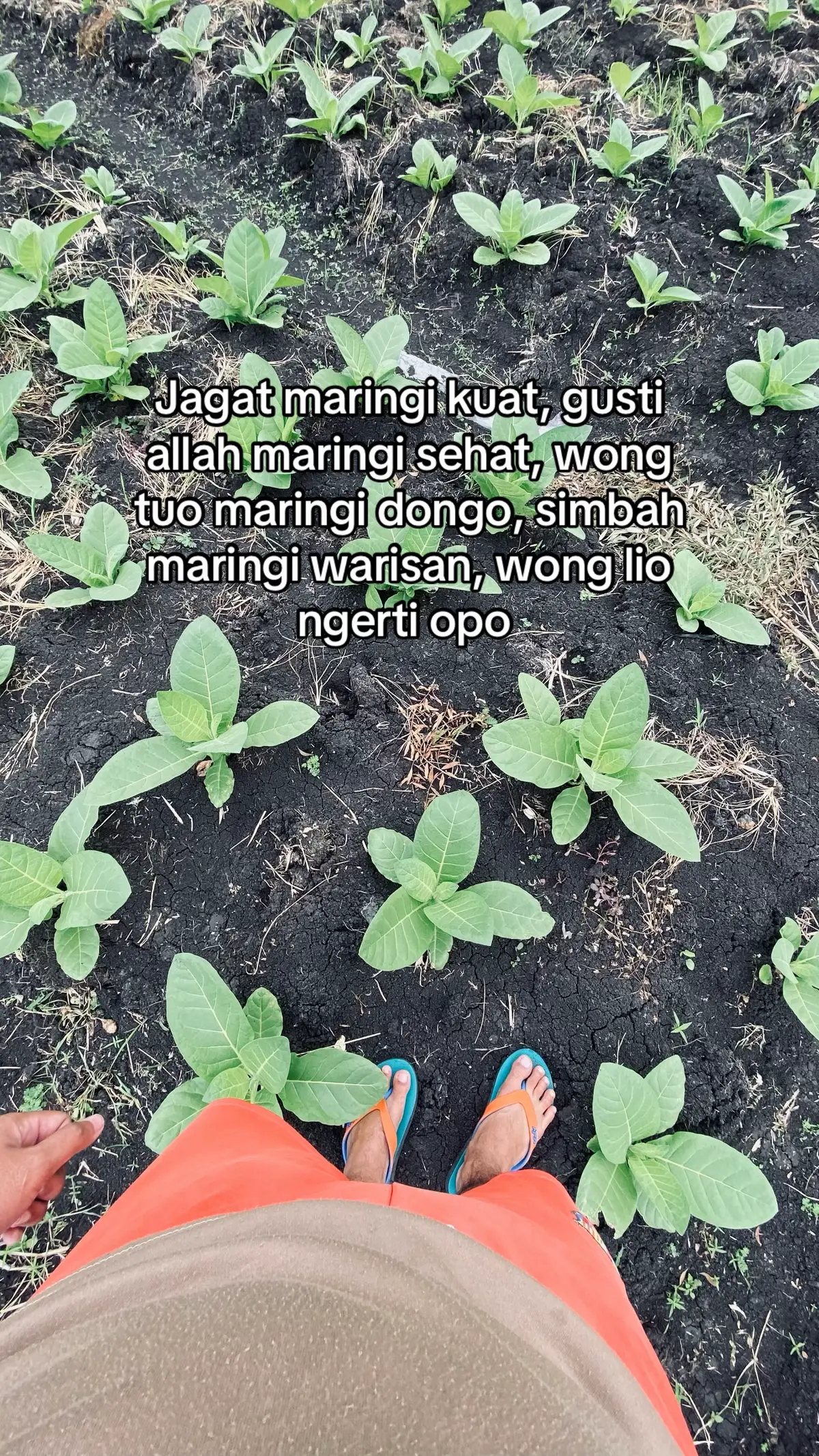 #petani #petanimuda #petanimilenial #petanitembakau #petaniindonesia🇮🇩🇮🇩🇮🇩🌿🌿 