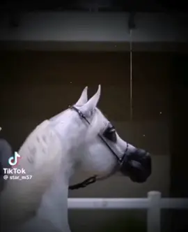القلب يعشق واحد بس 😍😍😍😍🌹♥️♥️♥️♥️😍😍😍