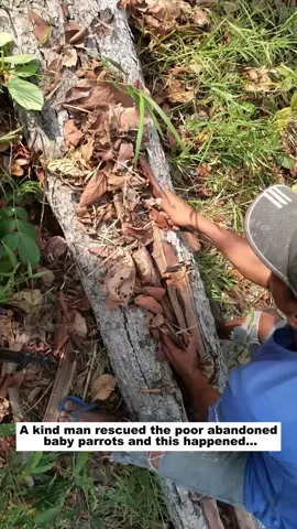A kind man rescued the poor abandoned baby parrots and this happened...#bird #lovestory #animals #rescue #wildlife #parrot 