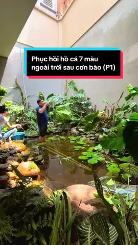 Phục hồi hồ cá bảy màu ngoài trời kích thước khủng #ngocaquadesign #hocangoaitroi #cabaymau #hocakoi