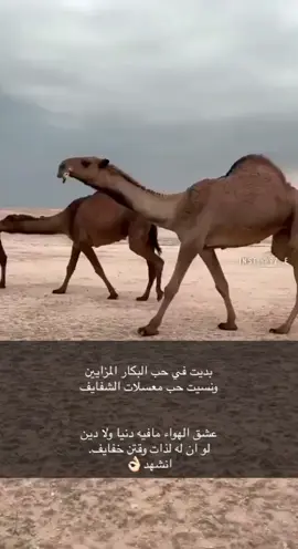 #الشعب_الصيني_ماله_حل😂😂 #هوابيل_الابل #الابل_عطايا_الله_عشاق_البداوة_🐪😍 #حرش_العراقيب #هجيج_الابل #السعودية🇸🇦 