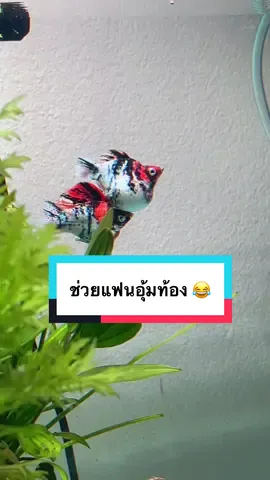 🐠❤️🐠 #redhead #ปลาบอลลูน #molly #mollyfish #balloonmolly #ปลาน่ารัก #ปลาสวยงามน่าเลี้ยง #ปลาสวยงาม #ปลาบอลลูนยักษ์  #ปลาบอลลูนน่ารักก