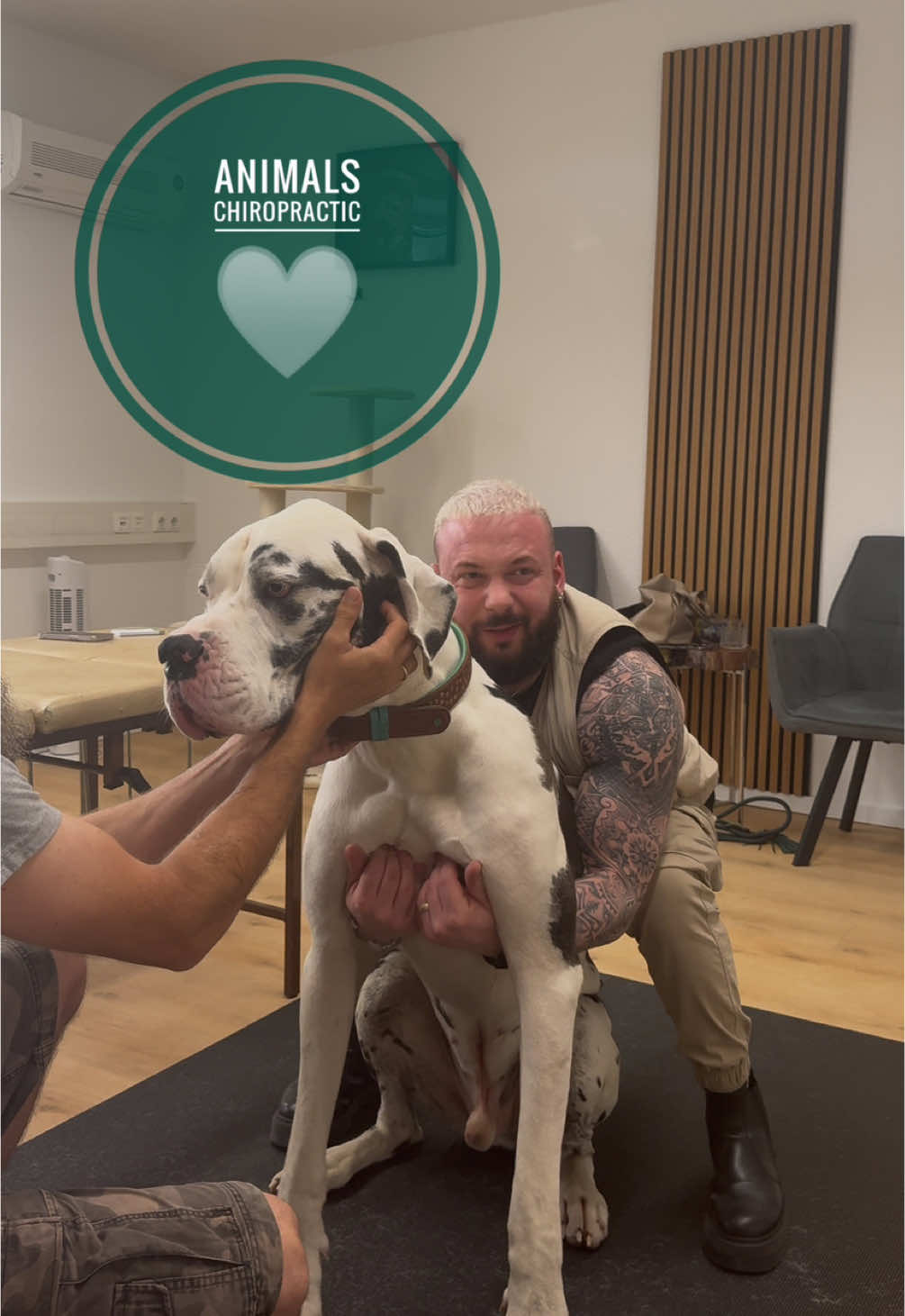 Dog with back pain 🥹🥹🥹 • • • #foryou #asmr #animal #chiropractortiktok #türkiye #hundeauftiktok #hund #tiere #Love #animals 
