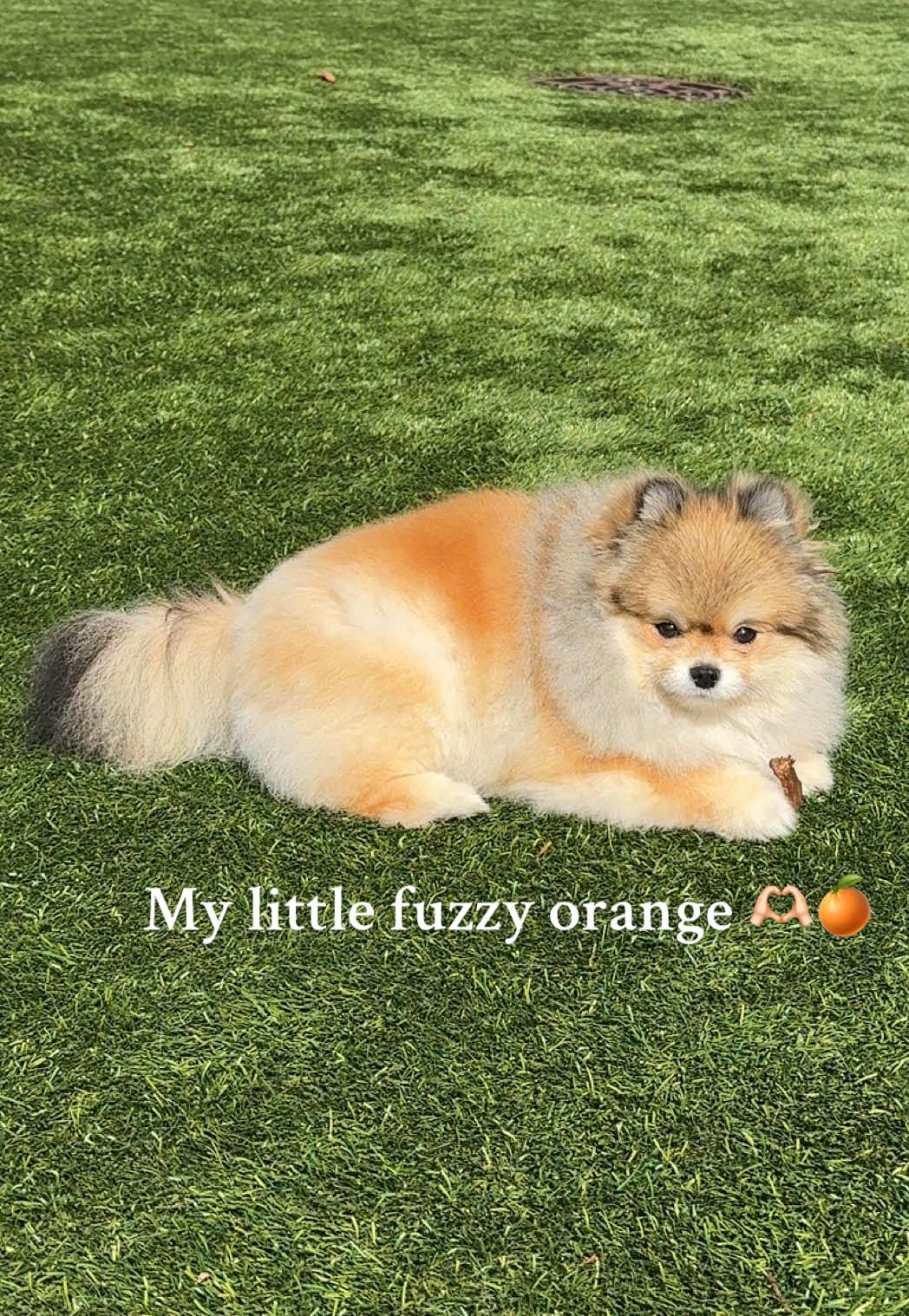 I am so obsessed with them fr #orangesablepomeranian #pomeranian #smalldogsoftiktok #mulchmaxxing #mulchdog 