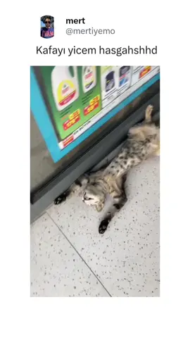 insta mertiyemo 