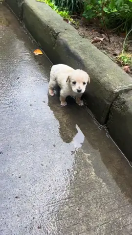 Rescue a puppy #rescue #animals #rescueanimals #rescuedog #puppy #fyp 
