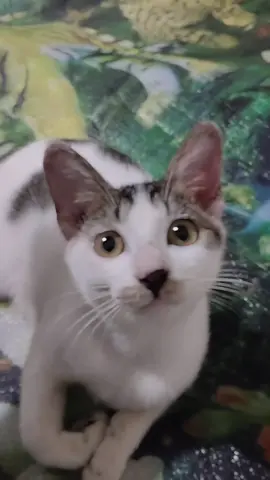 #fyp #kucingputih #kucinglucu #kucingtiktok #kucinggemoy #kucingku #kucing 