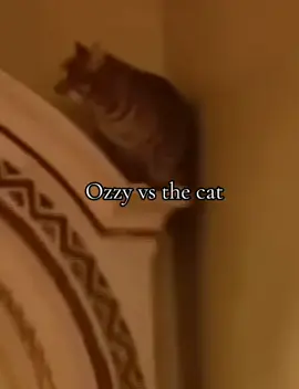 #ozzyosbourne #cat #theosbournes #foru #foryou #foryoupage #fyp 