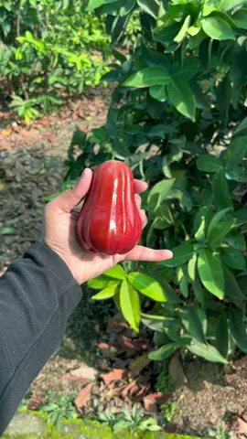 pesona jambu thailand!! #JambuCitra #JambuCitraSuper #JambuCitraSuper #jambuthailand #jambuair #banyuwangi24jam #buahbuahan 