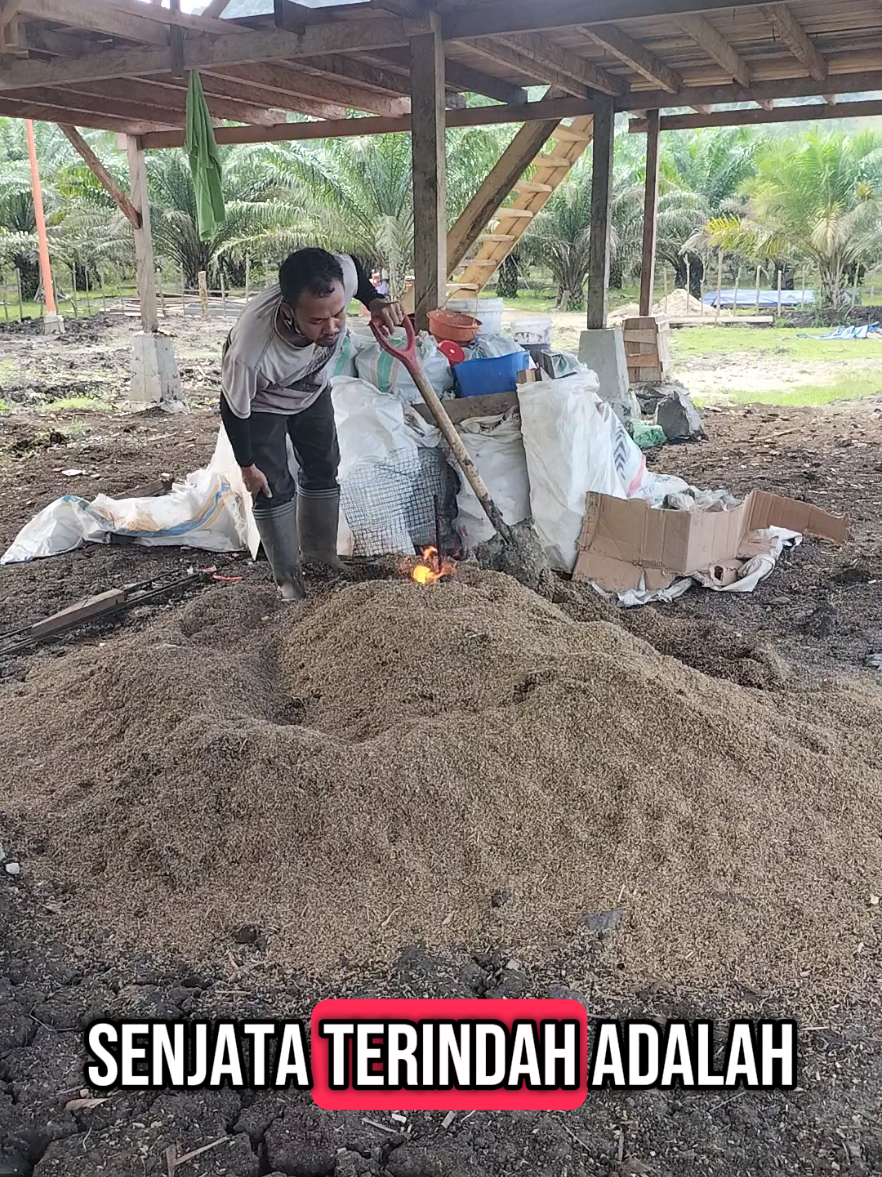 Senjata Terindah Dalam Kehidupan  #pertanian #organic #sayuran #garden #agriculture #tanaman #polybag #sekam 