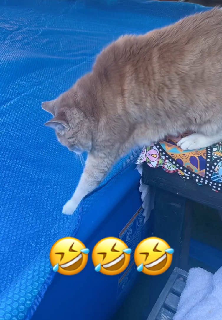 Part 21 | These cats in the water are very funny 😹😹 #cat #catoftiktok #funnycat #funnycats #funnyvideos😂 #pets #funnyanimals #funnypets #cutecat #viral #fyp #foryoupage 