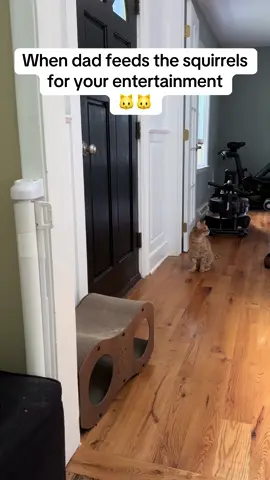 Squirrel TV is the Disney+ of this house😂😹 #orangecat #cat #orangetabby #tiktokcats #orangecatbehavior #catsoftiktok #orangecatactivities #orangecats #cattok #gingercatpersonality #catdad #catbegging 