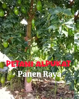 Setiap minggu masuk Jakarta 5 ton, semua 100℅ dari kebun petani.  Salam Petani Kemakmuran. 