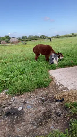 #garygoat willowlanealpacas funny animals 