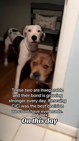 I’m always going to repost videos of Chooch. Look how much life he had! He was always my puppy I don’t care how old he was. Miss ya, Choochie boy. 