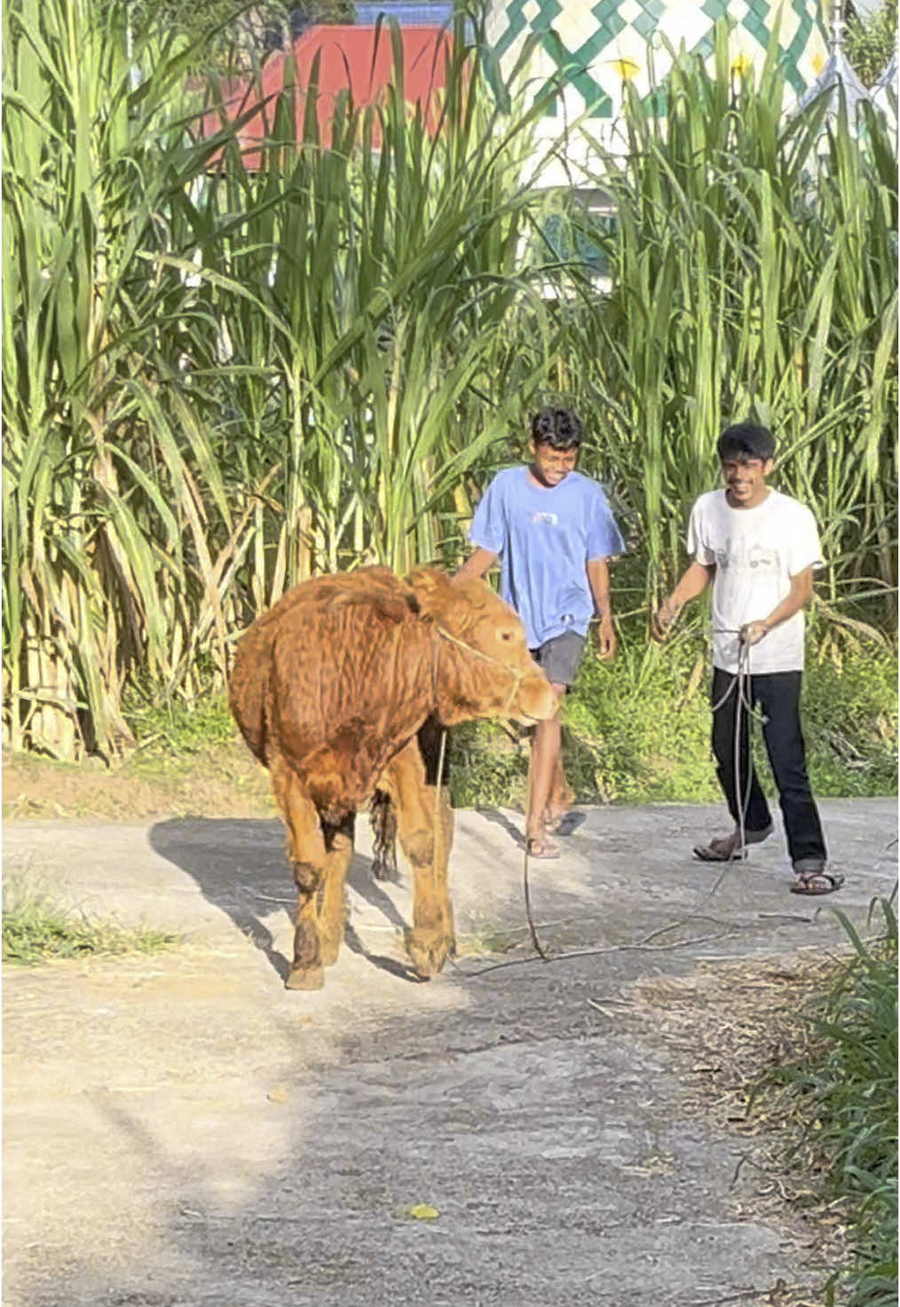 Panik gak panik gak #dikejarsapi #sapi 