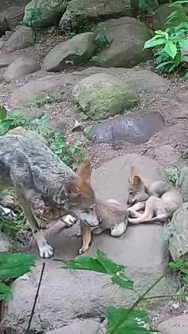 Spotted on cam today: one of Red Wolf Oak's pups decided their sibling’s tail looked like the perfect tug toy. 🐺👀 Sibling shenanigans at their finest — don’t miss moments like this on our live webcams!