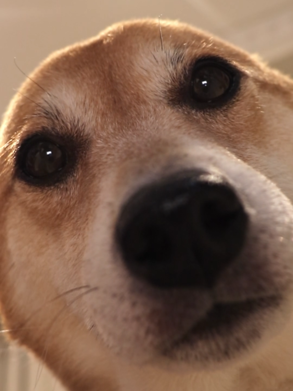hello!👀👋 . #shiba #shibainu #dogtok #cutedog #dog #doglover #fyp 