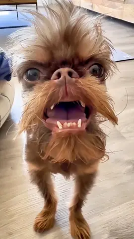 🤣Funny Animals 2025🤣Funny Dogs video🐶 part-35 #funnyanimalvideos  #funny #funnyvideos #funnyanimals  #funnypets #funnypetsvideo  #dog #dogs #doglovers #funnydog #dogoftiktok 