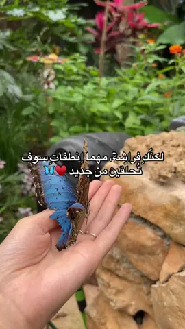 #اكسبلور #ترند #اكسبلور_تيك_توك_المشاهير #creatorsearchinsights #crativity #butterfly #foryou #طرابلس #ليبيا🇱🇾 #ليبيا_طرابلس🇱🇾🇱🇾🇱🇾 #بنغازي_ليبيا🇱🇾 #فراشة #محمية #طبيعه #ازرق #blue #فراشات_التيك_توك #فراشاتي_الحلوين🥺🦋 #saudi #الرياض #بغداد #الكويت #البحرين 
