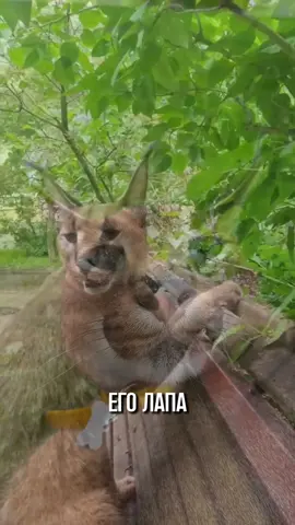 #кот #коты #каракал #caracal #животные #большойкот 
