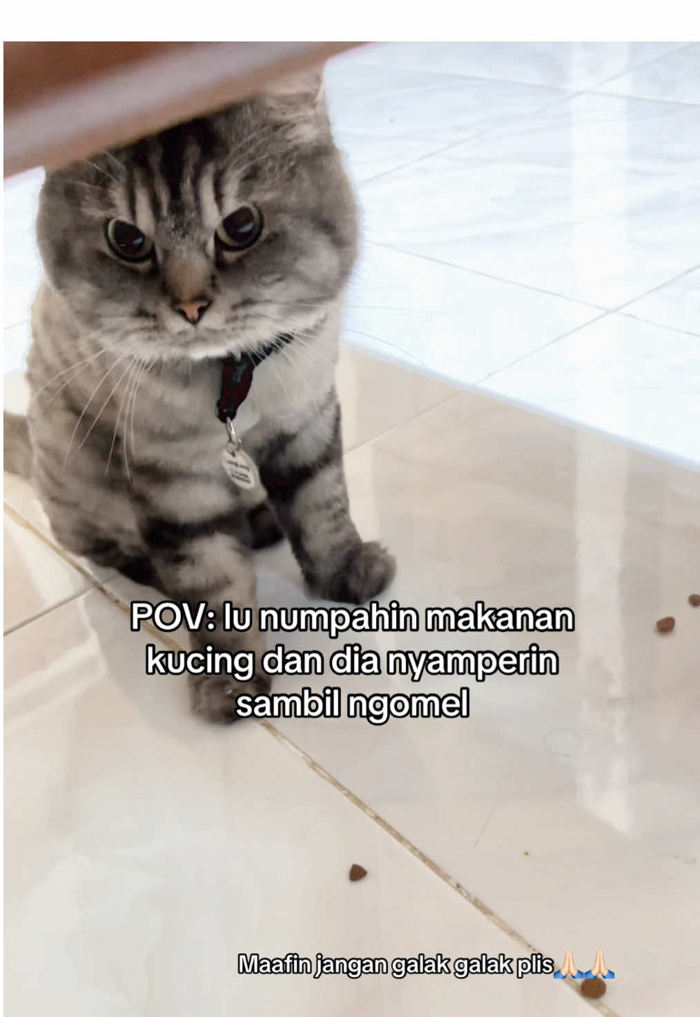 SIAPA YG GA PANIK kalo langsung disamperin gini sm majikan #kucing #babu #catlovers #maaf #fyp