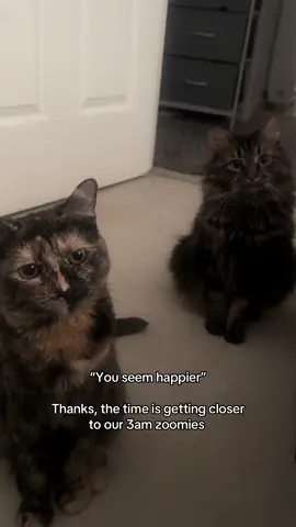 Patiently waiting, not long to go!  ~ Cleo and Ivy ~  #cats #catsworld #catzoomies #cattok #catlover #PetsOfTikTok #cutecats #catfamily #cattrend #kittycat #fyp #foryoupage❤️❤️ #pets 