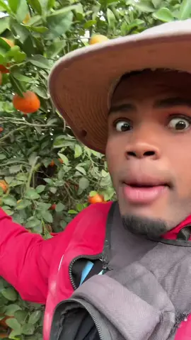 #mandarina🍊 #humor #bromas #agriculture 