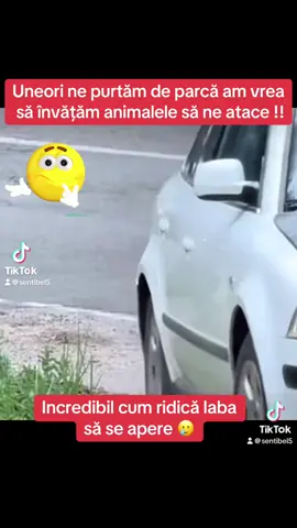 Oamenii și animalele 🤔 #romania #fyyyyyyyyyyyyyyyy #fyp #pentrutine #pentru___tine #foryoupage❤️❤️ #traveltiktok #diaspora #urs 
