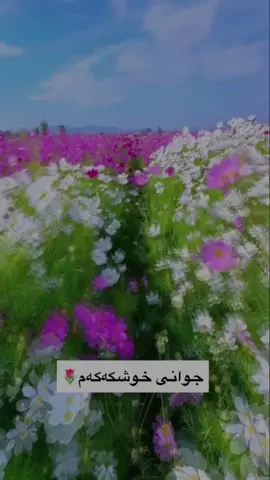 خووشک🌚♥️تۆش خوشکەکەت تاک بکە شتیکی بۆبنوسە♥️#دەربەنیم♥️ #ئەککتیڤبن🤍 #شارەزور_سەیسادق_کەلار_هەڵەبجە_دەربە #سەیدسادقیم #زەڕایەنیـم #هەڵبجەیشەهیدەکەم🥹 