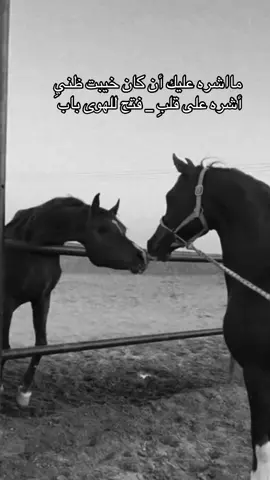 #خيل_وخياله🐎🖤ماشاءالله_اللهم_بارك🧿♥️ #خيل_وخياله🐎 #خيل_وخياله #اقتباسات #اقتباسات📝 #اقتباسات_عبارات_خواطر🖤🦋❤️ #اكسبلورexplore #هاشتاقات_تيك_توك_العرب #هاشتاك #تيك_توك_اطول #viral #fyp 