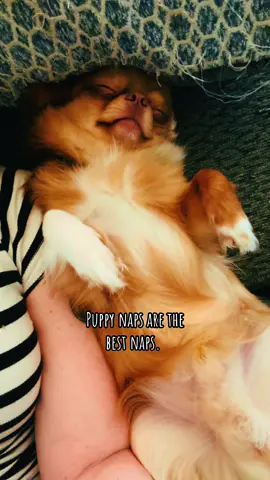 This is what it’s all about. #dogsoftiktok #puppysnuggles #rescuedogs #puppylove 