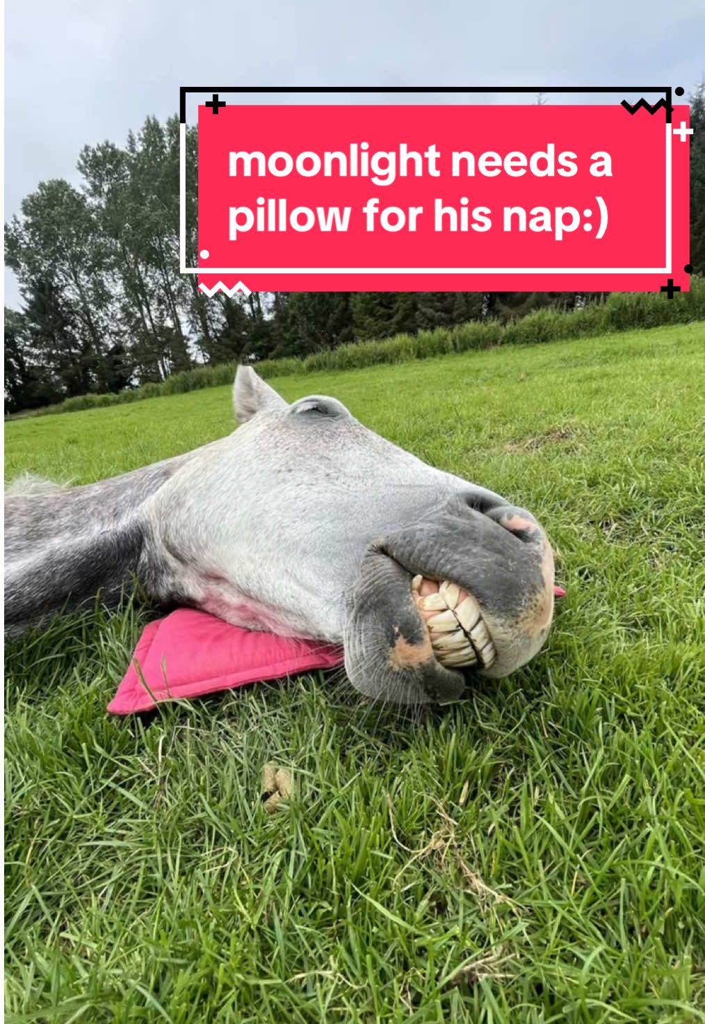 I feel like I need a bigger pillow. @Sandra Fernandes <- OG pillow giver!! #horsetok #horseriding #equine #horses #horsegirl #horse #horsesoftiktok #equestrianvibes #fyp #foryou #abcxyz 