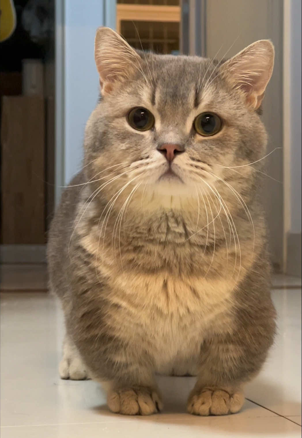 #cutecat #funnyvideos😂 #funny #fatcat #cats 