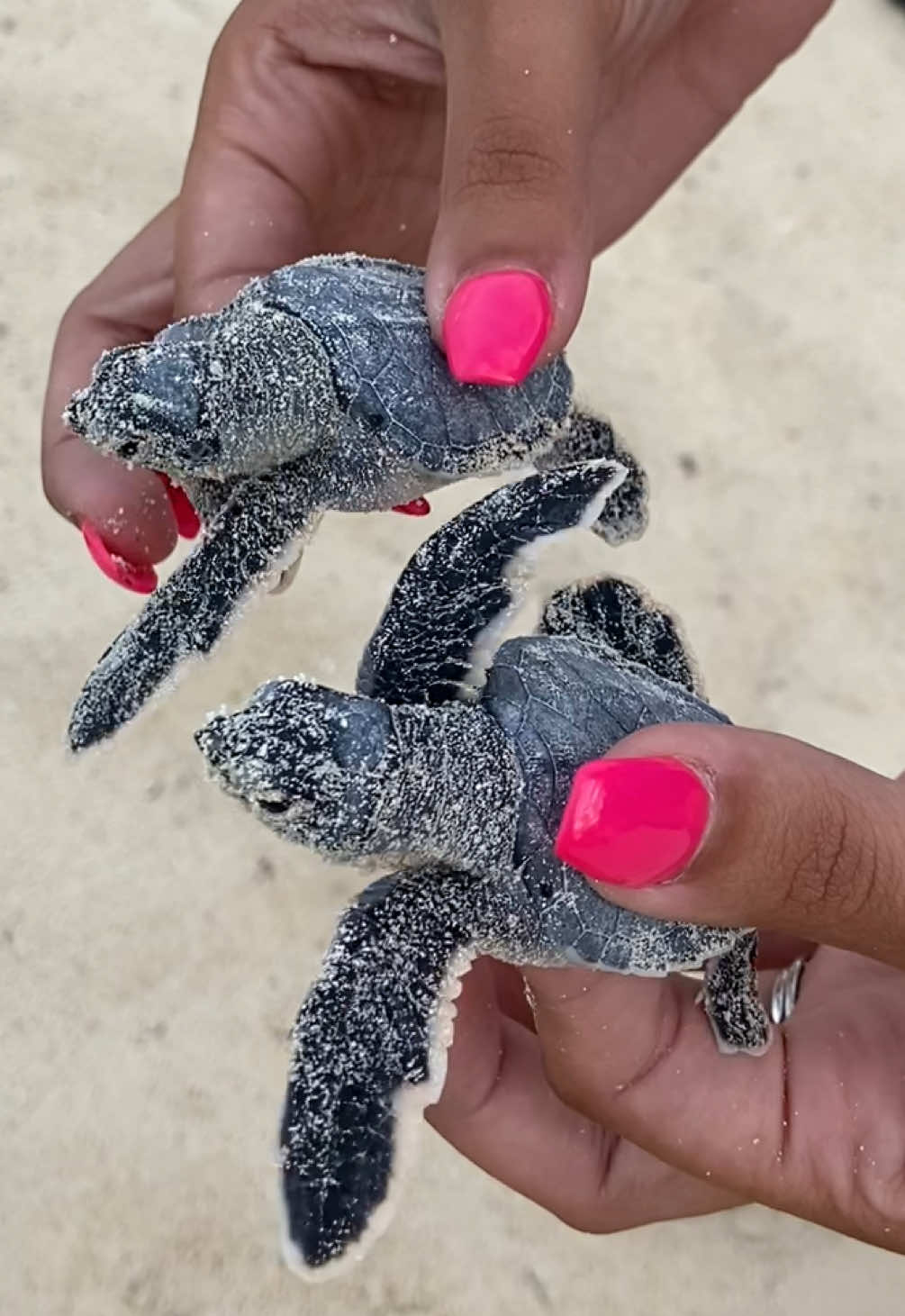 before anyone says you’re not suppose to touch them….we were saving them from the seagulls 🥲 #seaturtles #mexico #ocean #animals #fyp #babyanimalsoftiktok 