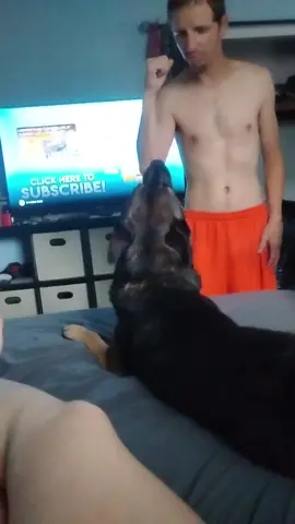 warning. this is all acting! we practice with our GSD in a scenario of if anything was to happen. the entire reason we got him was for this exact reason. for protection. he is the most lovable goofball and the absolute biggest baby. but he will tear anyone a new asshole if they fuck with us. #protector #GSD #mykidsaresafe #protection #scarydogprivilege #germanshepherd #grrr #thatsjustababydog 
