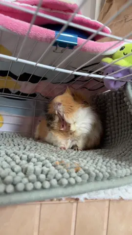 J’ai interrompu son dernier bâillement je crois #guineapigs #cochondinde 