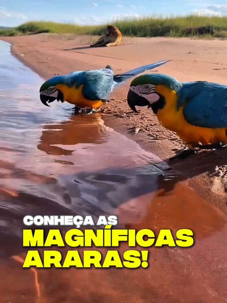 Araras aves magníficas #creatorsearchinsights #arara #natureza #animaisselvagens 