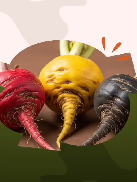 Las macas Andinas son una fuente natural para potenciar tu salud y transformar tu vida ¡Conocelas en este video! #macaroja #macaamarilla #macanegra #beneficiosnaturales #salud #ancestros #herbolaria #siguenos #libido #hormonal #energia #antidepresivo #etc #eltianguisperuano #viral