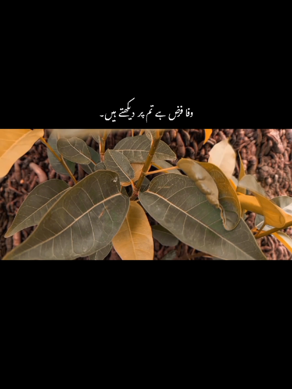 وفا فرض ہے تم پر دیکھتے ہیں ادا کرتے ہو یا قضا کرتے ہو 😌🫀 #fyp #1millionaudition #aesthetic #grow #account #viral #urdu #aesthetic #poetry 