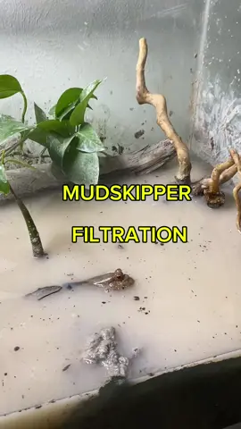 This article was written by Gianluca Polgar, a researcher specializing in mudskipper habitats. If you’d like to know more, you can join the Mudskippers Facebook group for scientific information.  #mudskipper #fish 
