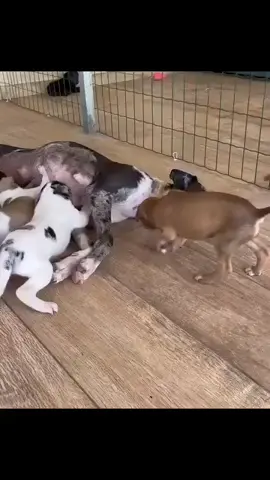 ⚠️⚠️⚠️⚠️⚠️⚠️⚠️ PLEASE DONATE ANY AMOUNT YOU CAN TO HELP US WITH THIS FAMILY OF 9 DOGS WE RESCUED RECENTLY.  EVEN $1 WILL HELP. 🙏 🆘🆘🆘 WOULD YOU PLEASE HELP US⁉️ WE ARE HUMBLY ASKING FOR ANY SMALL AMOUNT YOU CAN CONTRIBUTE FOR THIS FAMILY OF 9. 🙏 ➡️ To help, please visit the link in our bio for different donation options, and  mention in the note’s section that you are helping DOG FAMILY. Thank you always ♥️