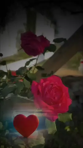 اللهم اجعلني ابنا صالحا بارا بوالدي🤲♥️♥️#ربي_ارحمهما_كما_ربياني_صغيرا #ادعوا_لوالديكم #دعاء_للوالدين #طاعه_الله_من_طاعه_الوالدين #foryou #fupシ #foreyoupage #fup #تصاميم_ورد🌸 
