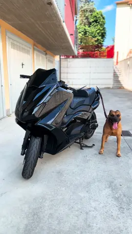 Sécurité antivol 🤣🥷🏼🖤 #tmaxlife #tmax #tmaxmilano #yamaha #yamahatmax #tmax500 #tmax530 #tmax560 #tmaxturbo #milano #banlieue #street #black #tmaxblack #blackmax #fastlife #bcd #tmaxbcd #tmax530bcd #akrapovic #tmaxakrapovic #akrapovic_exhaust #rizoma #madeinitaly #rizomatmax #tmaxrizoma #batmax #allblack #totalblack #fullblack #tmaxled #ledtmax #tmaxlight #dog #puppy #dogsoftiktok #Love #security #pitbull #pitbullsoftiktok #pitbulllove #pitbulldogs #americanpitbullterrier #amstaff #amstafflove #antivolmoto #antivol 